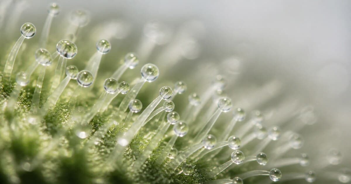NAD+ therapy for menopause-related brain fog
