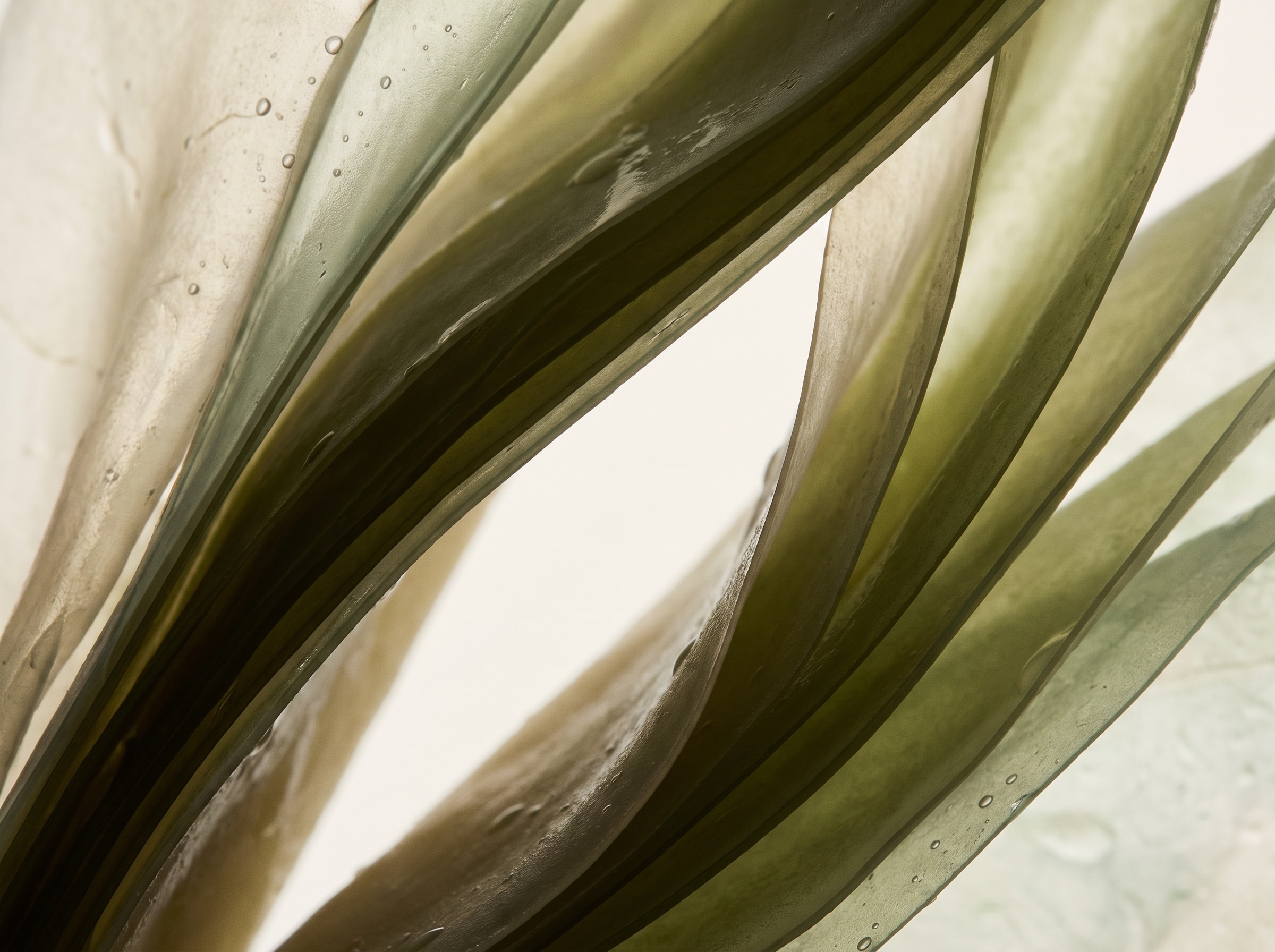 Translucent leaves held against soft daylight.
