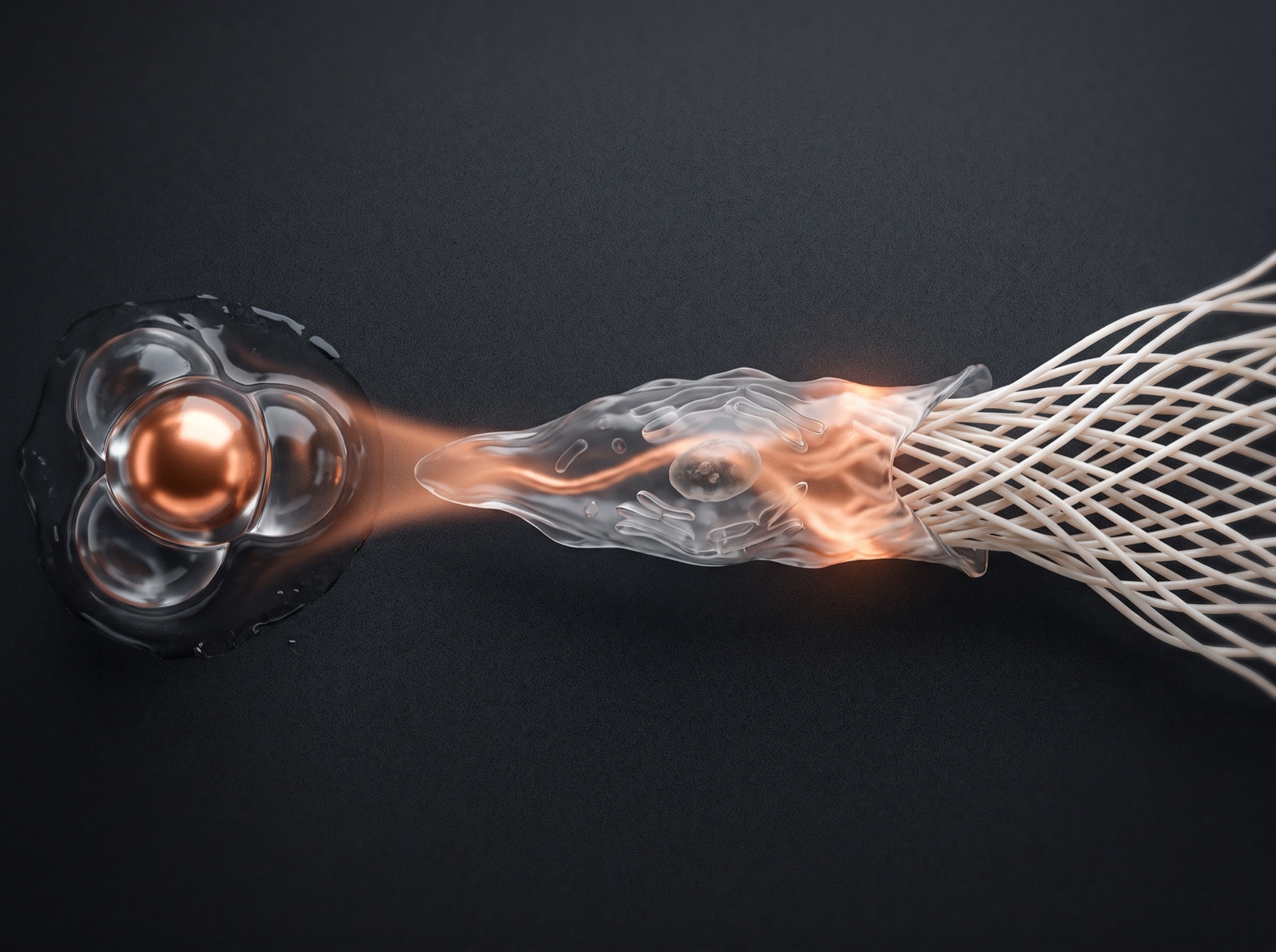 A three-stage illustration: a copper ion held in a three-unit peptide on the left, a fibroblast cell lit from within in the middle, and new collagen fibres weaving into a dense lattice on the right.
