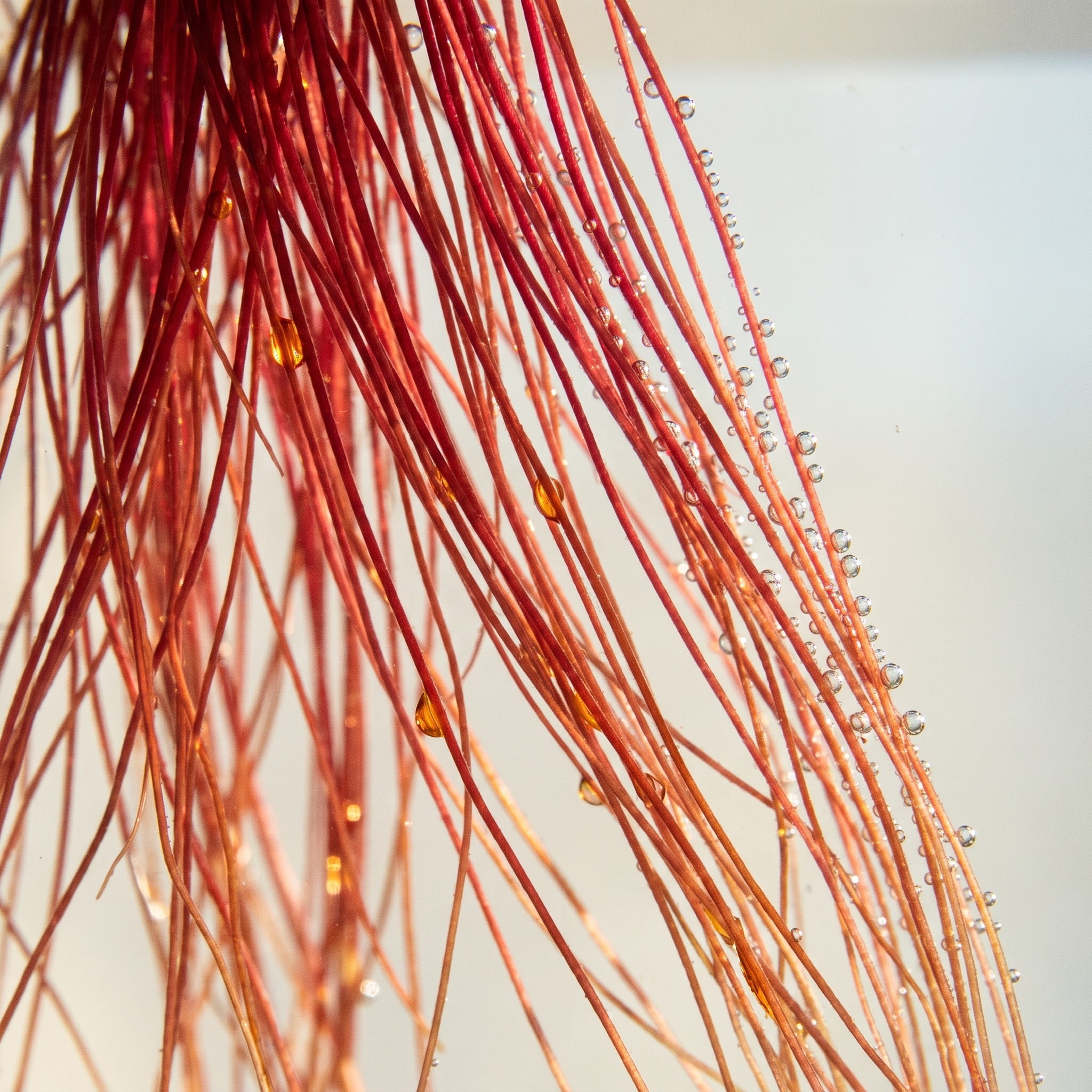 Fine red plant fibres photographed close up against a pale ground.